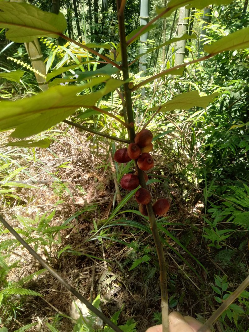 粗叶榕，异叶榕，白花牛奶根，五指毛桃根
