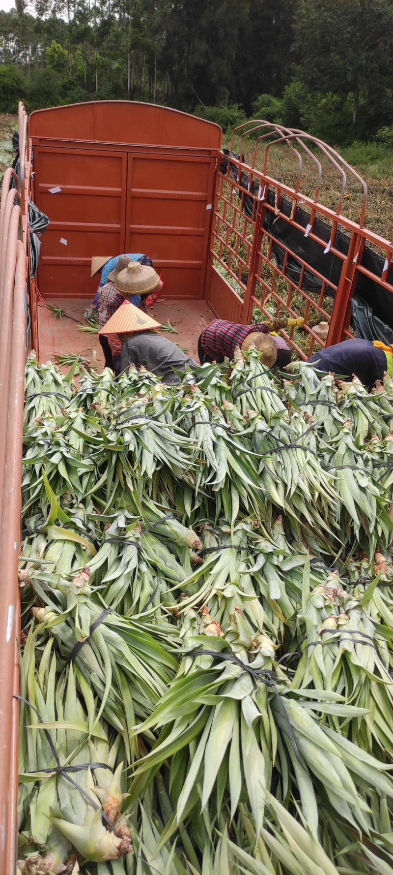 台湾凤梨苗，4号手撕凤梨苗，甜蜜蜜凤梨苗，芒果凤梨苗