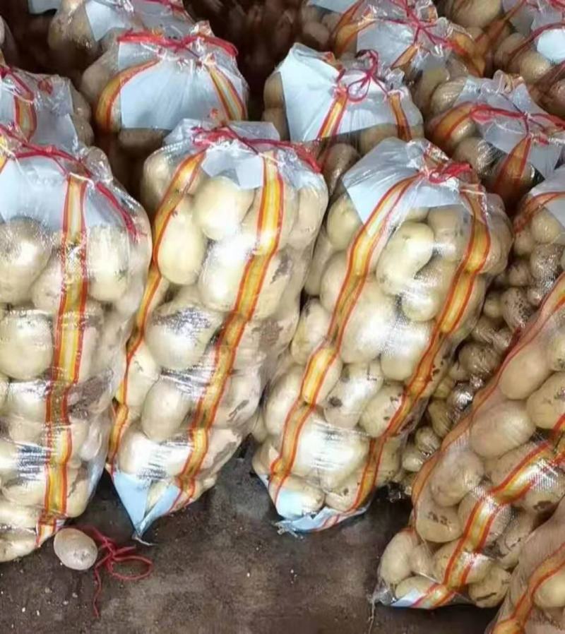 山东日照优质荷兰十五土豆，黄心大量上市保质保量合作共赢