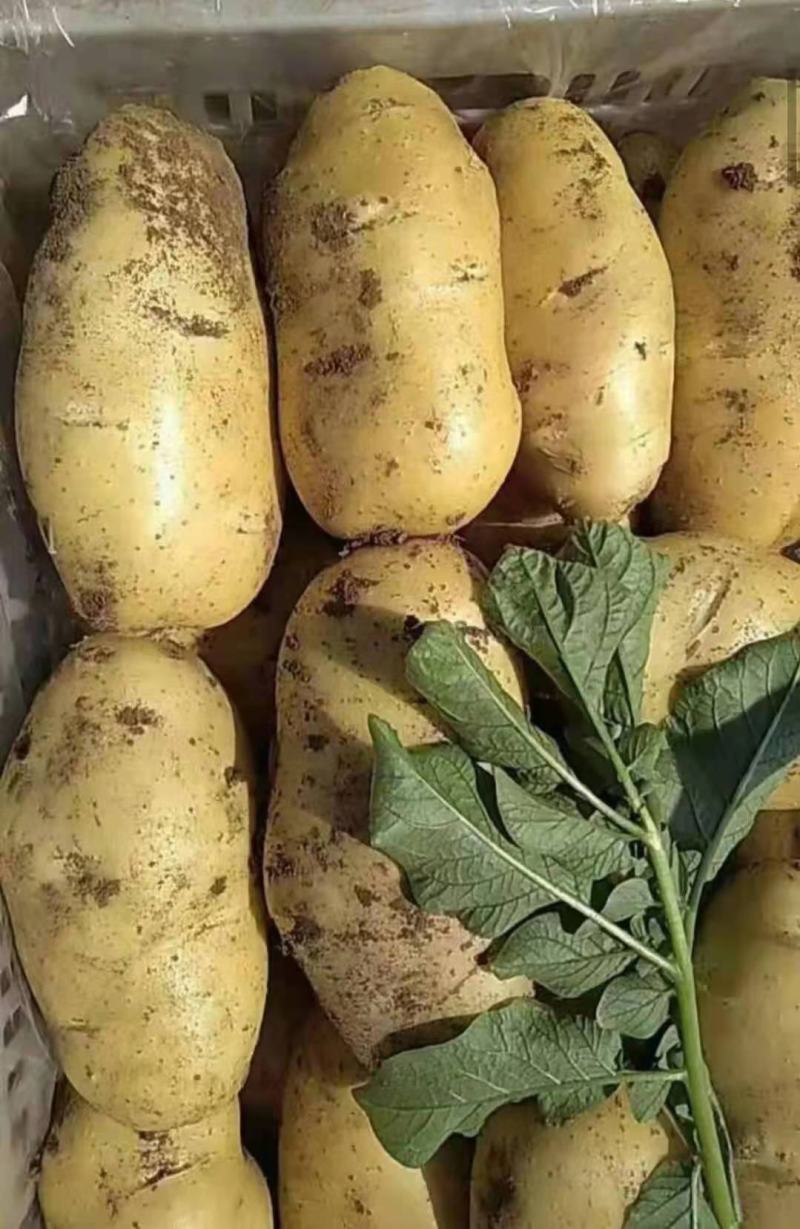 山东日照优质荷兰十五土豆，黄心大量上市保质保量合作共赢