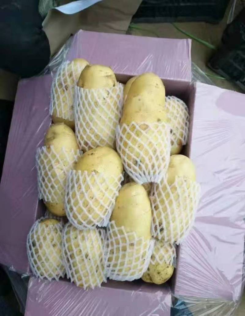 山东日照优质荷兰十五土豆，黄心大量上市保质保量合作共赢
