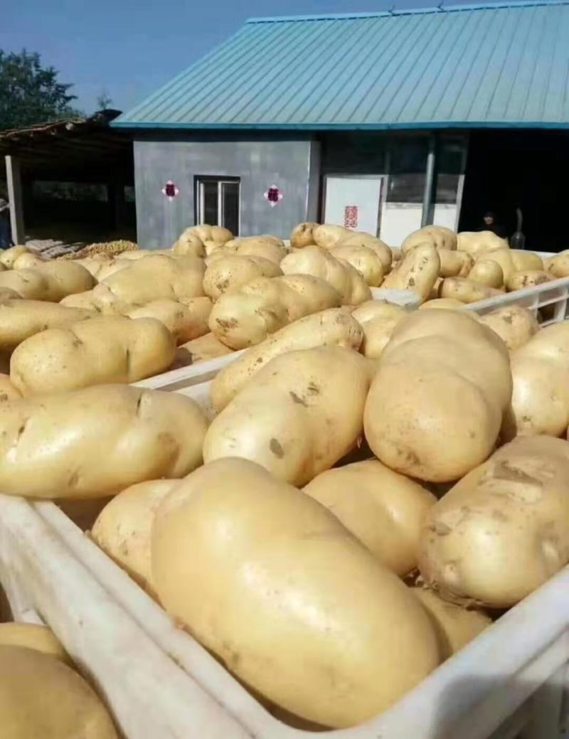 山东日照优质荷兰十五土豆，黄心大量上市保质保量合作共赢