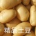 山东日照优质荷兰十五土豆，黄心大量上市保质保量合作共赢