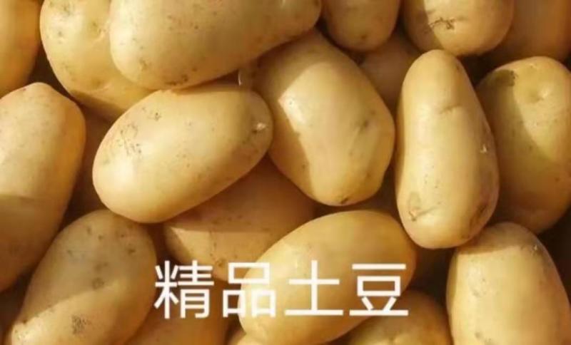 山东日照优质荷兰十五土豆，黄心大量上市保质保量合作共赢