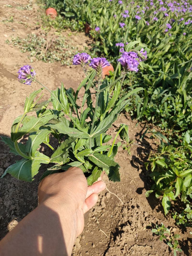 桑托斯马鞭草双色盆，矮化马鞭草工程苗，马鞭草现货大量供应