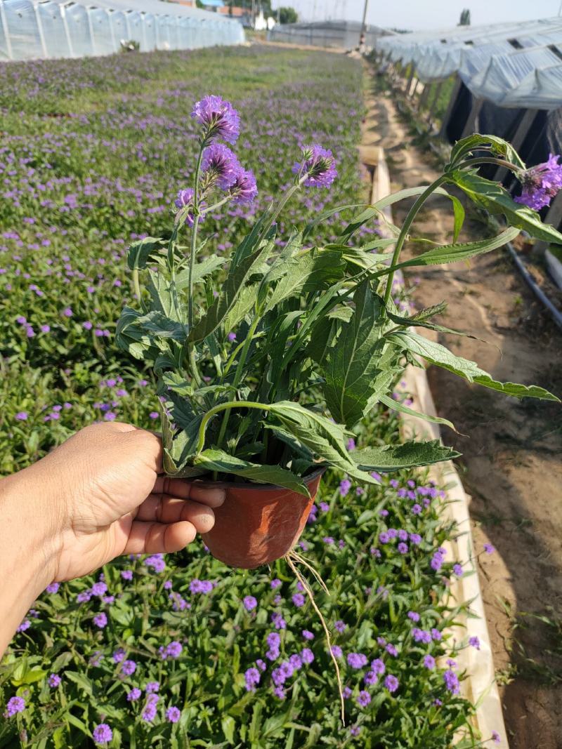 桑托斯马鞭草双色盆，矮化马鞭草工程苗，马鞭草现货大量供应