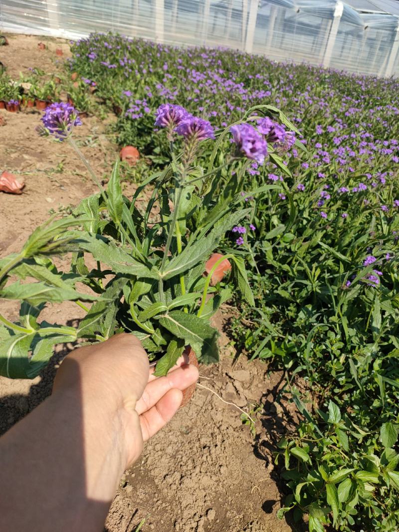 桑托斯马鞭草双色盆，矮化马鞭草工程苗，马鞭草现货大量供应