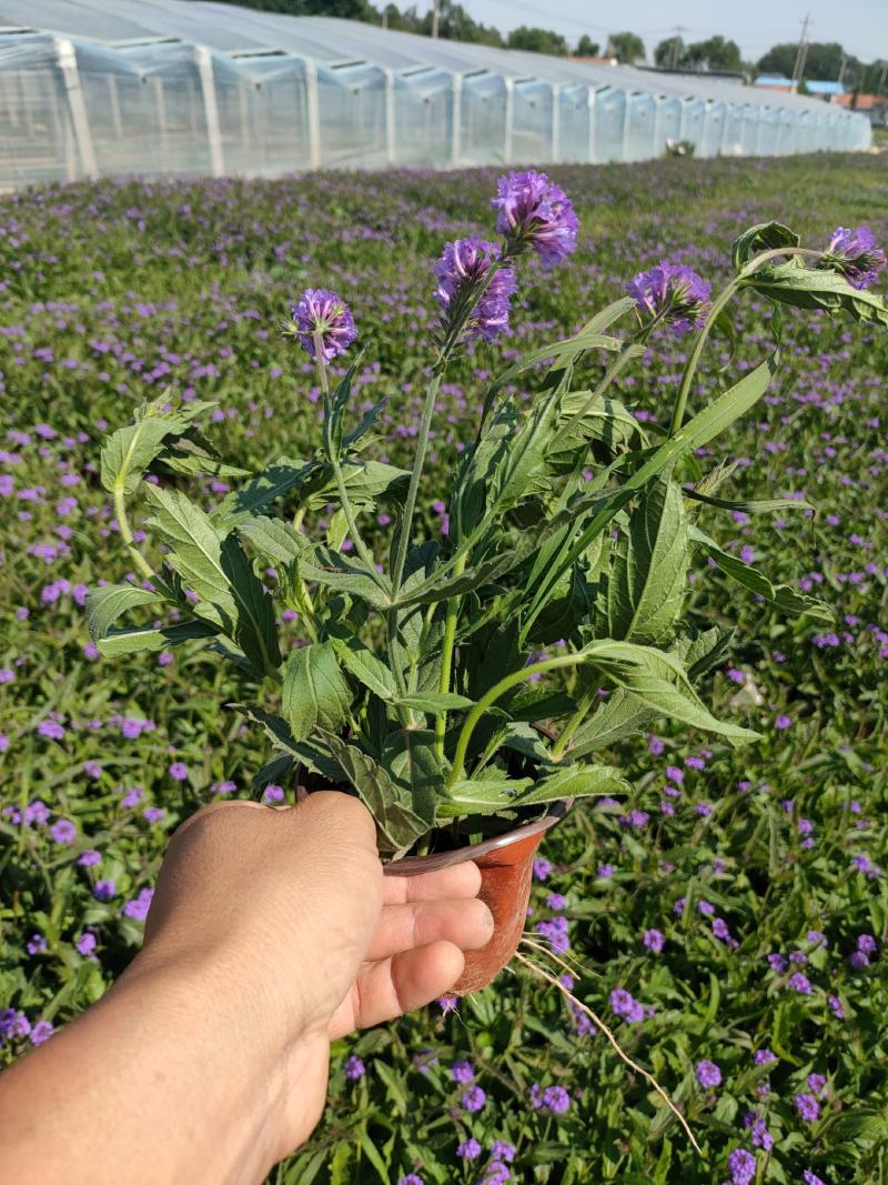 桑托斯马鞭草双色盆，矮化马鞭草工程苗，马鞭草现货大量供应