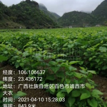 桑葚嫩芽