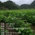 桑葚嫩芽