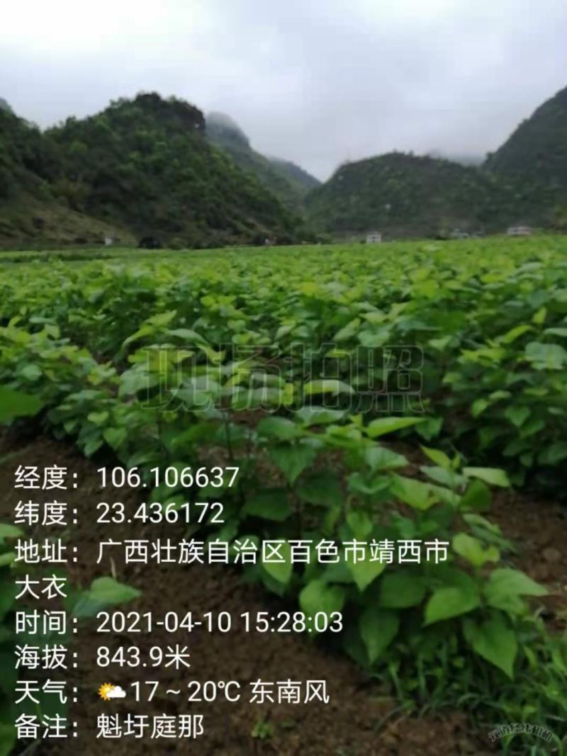桑葚嫩芽