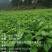 桑葚嫩芽
