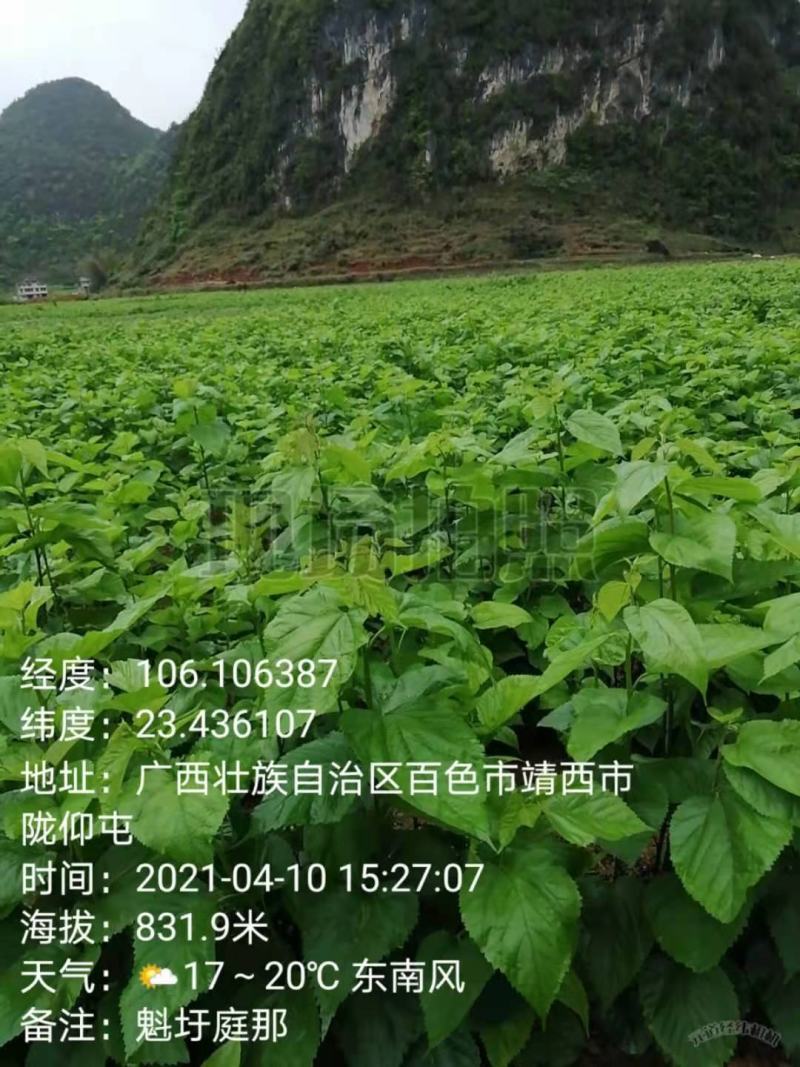 桑葚嫩芽