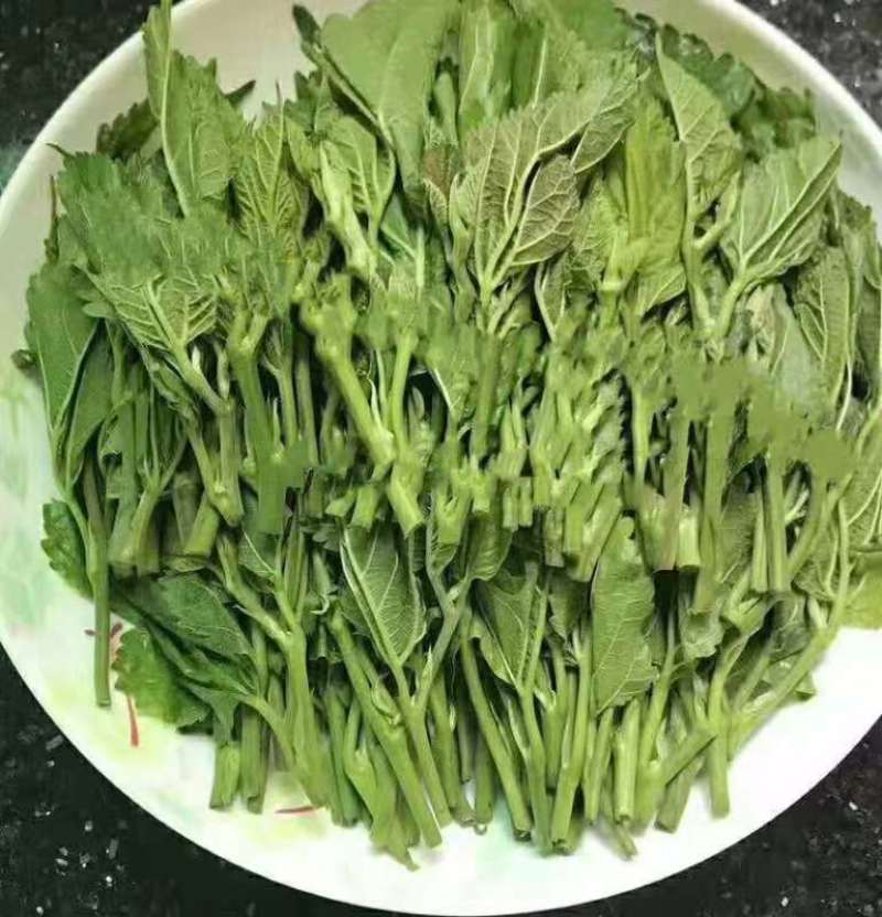 桑葚嫩芽