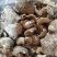【随州干香菇/冬菇】品种齐全剪脚厚肉农家特产