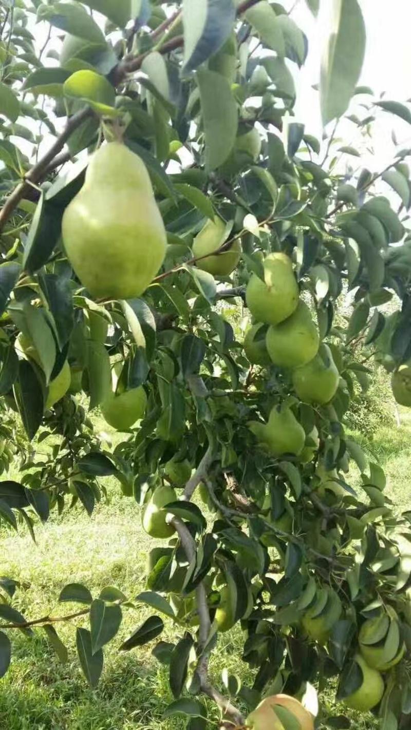 大头梨香蕉梨黄梨产地直发品质保证一手货源