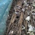 白玉蜗牛养殖基地