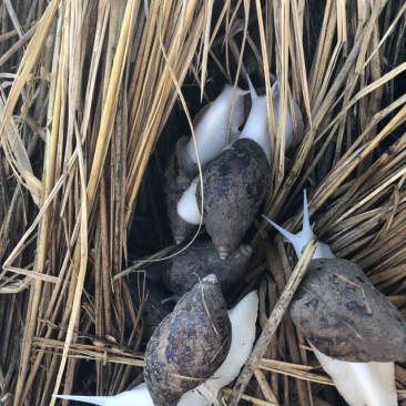 白玉蜗牛养殖基地