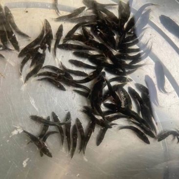 斑鳜，老虎鳜，圆桶鳜，石鳜，桂鱼，鱼苗