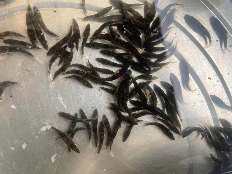 斑鳜，老虎鳜，圆桶鳜，石鳜，桂鱼，鱼苗