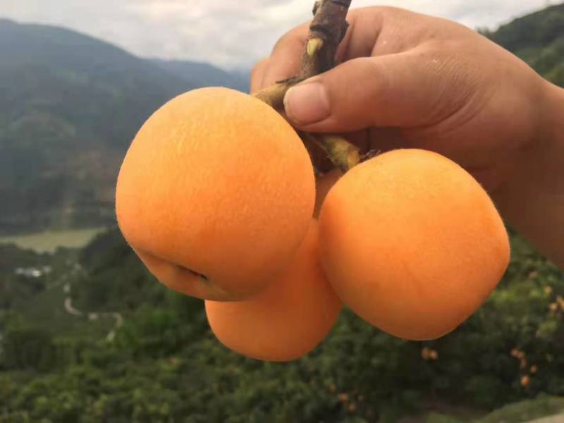汶川五星大枇杷，产地直销，农户果园现摘直发，