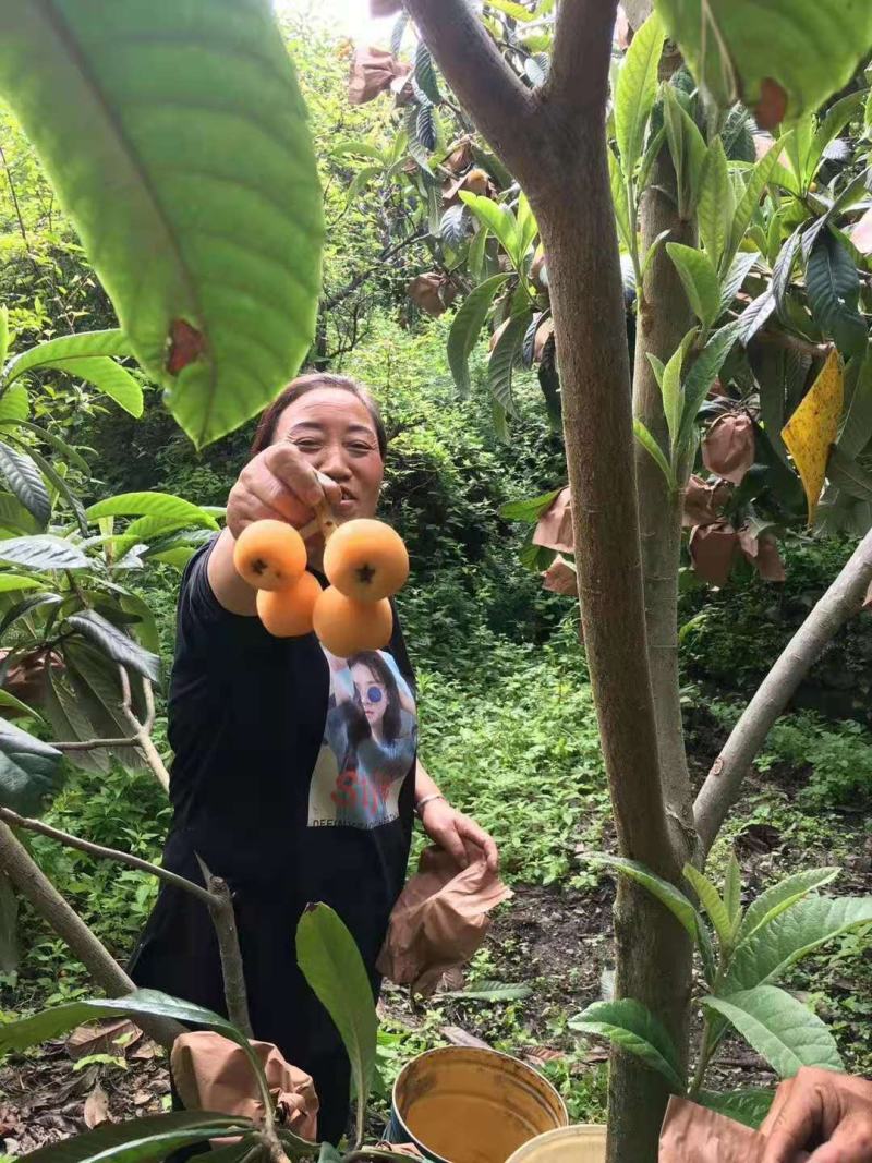 汶川五星大枇杷，产地直销，农户果园现摘直发，