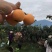 汶川五星大枇杷，产地直销，农户果园现摘直发，