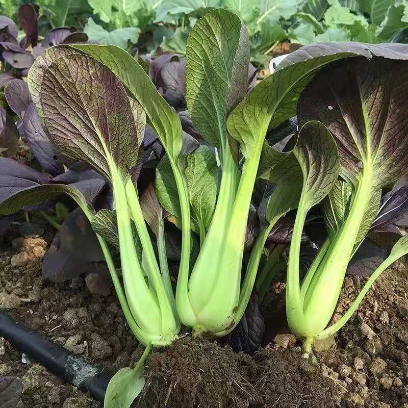 紫红青梗菜种子紫叶小青菜种子红色青梗菜种子