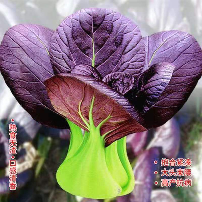 紫红青梗菜种子紫叶小青菜种子红色青梗菜种子