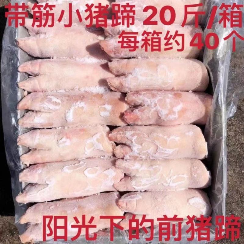 冷冻新鲜猪蹄带筋小猪带筋前猪蹄生猪手烧烤批发带箱20斤