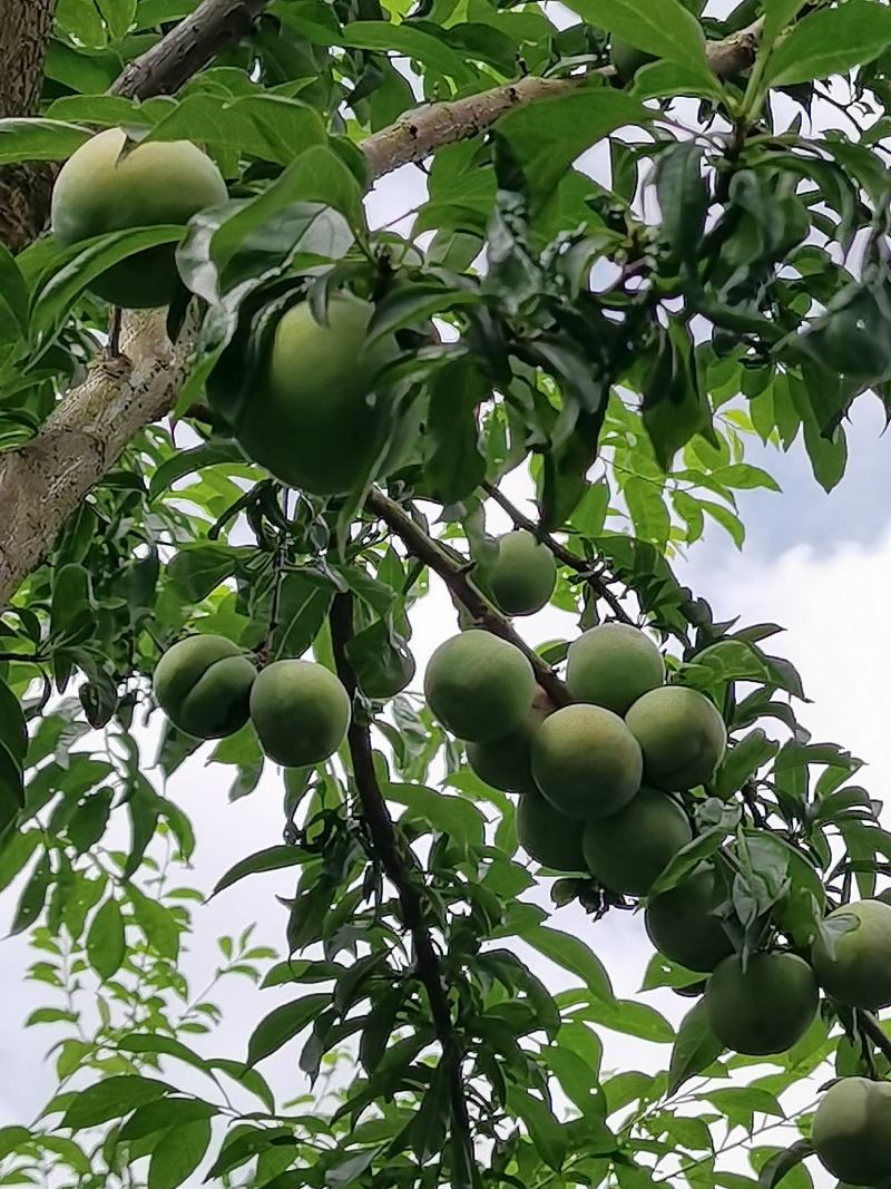 广东连平县上坪三华李