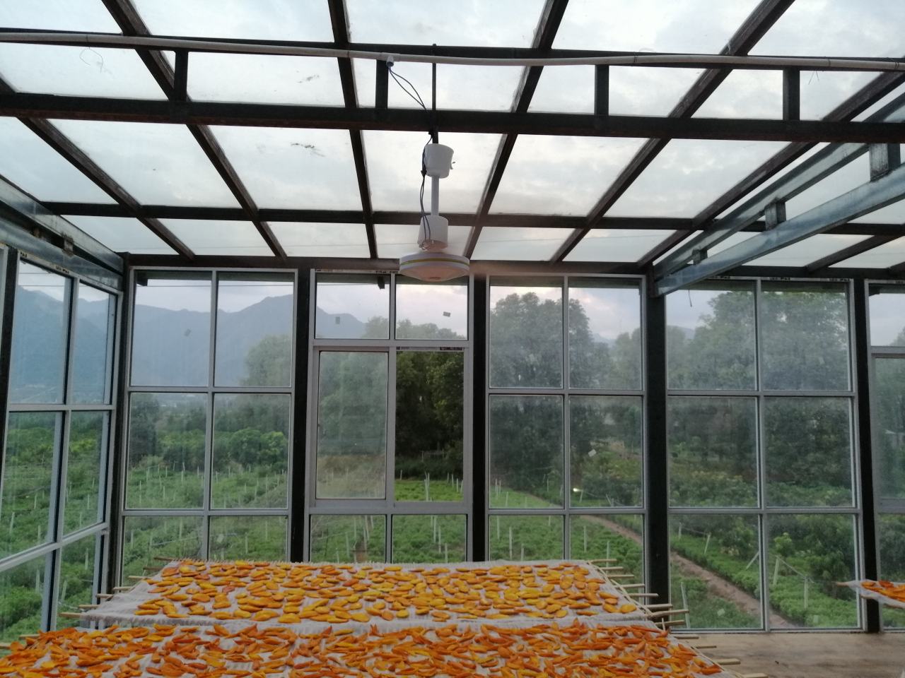 杏罐头成品展示图