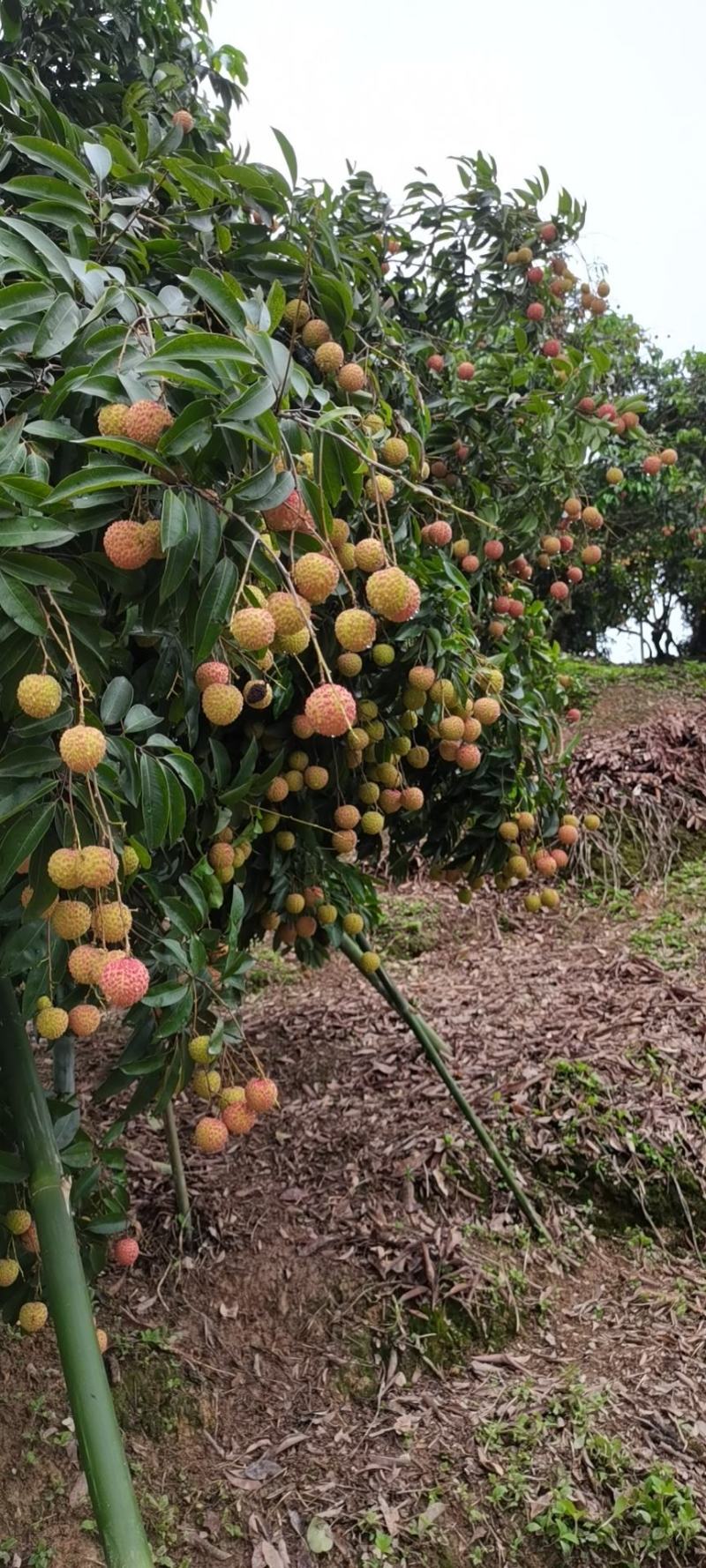荔枝桂味
