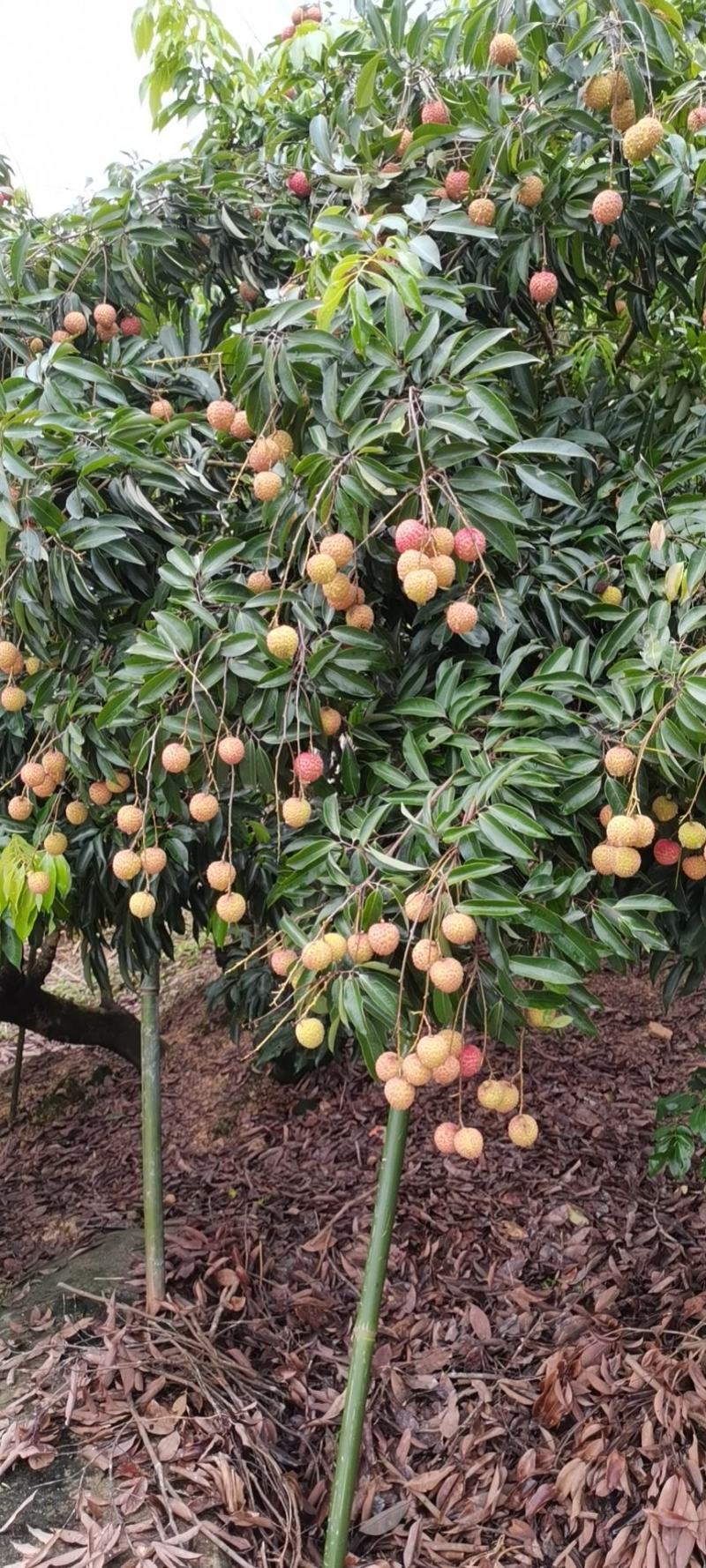 荔枝桂味