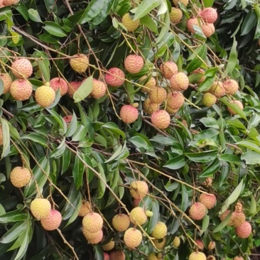 荔枝桂味