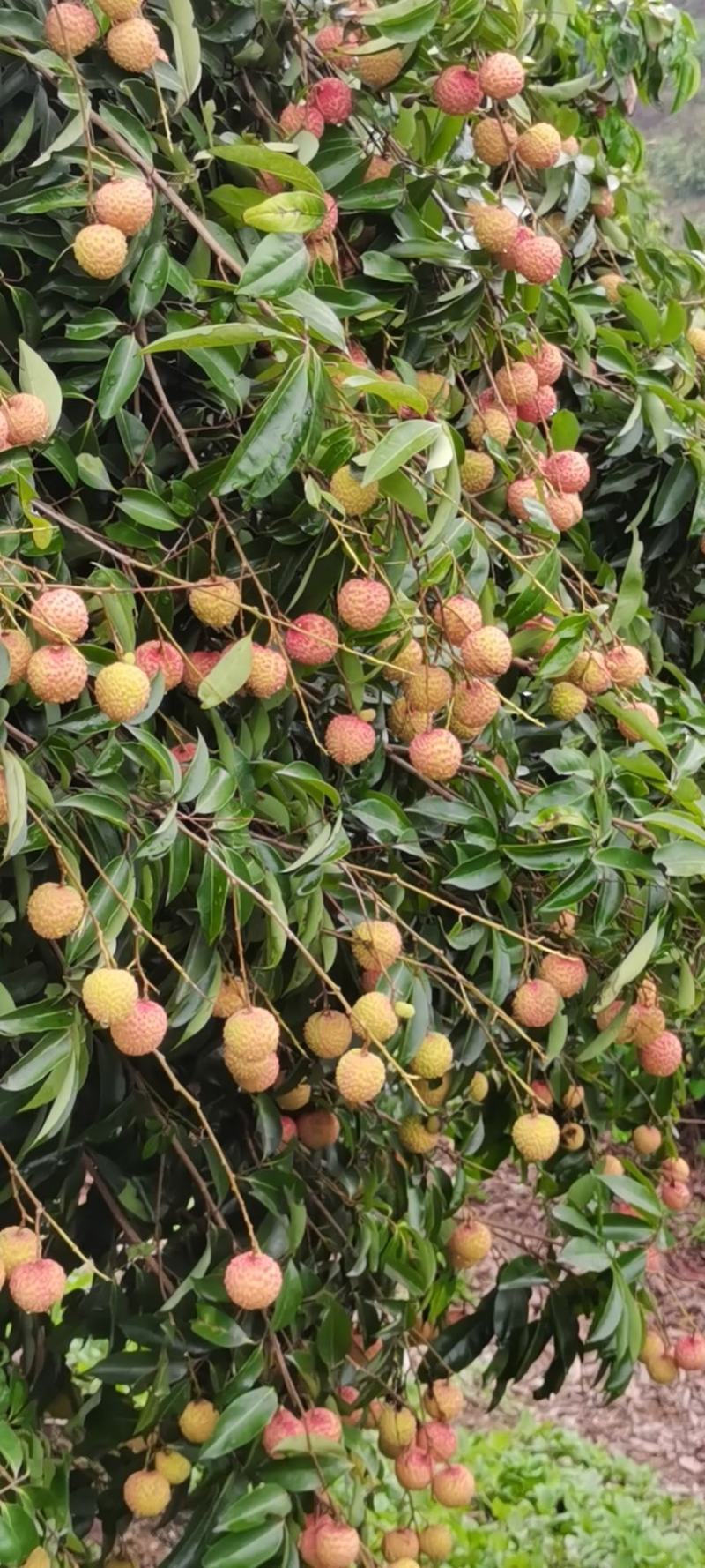 荔枝桂味
