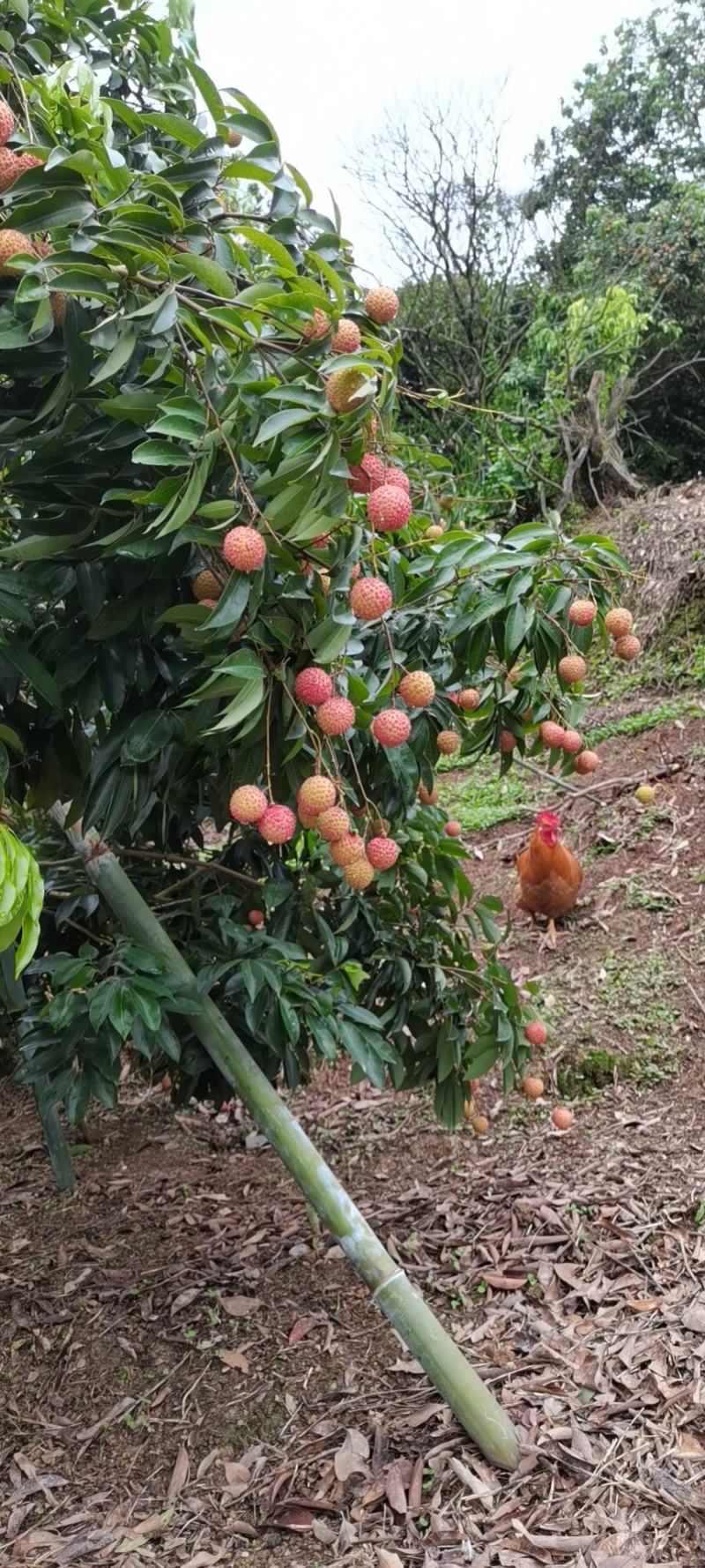荔枝桂味