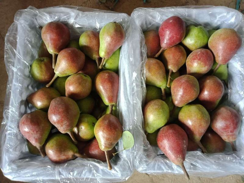 三季梨洋梨无核梨芽变梨大泽山梨产地精品大量上市