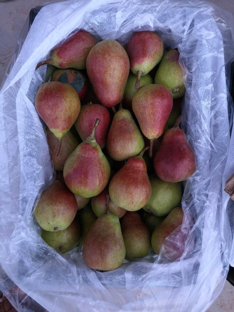 三季梨洋梨无核梨芽变梨大泽山梨产地精品大量上市