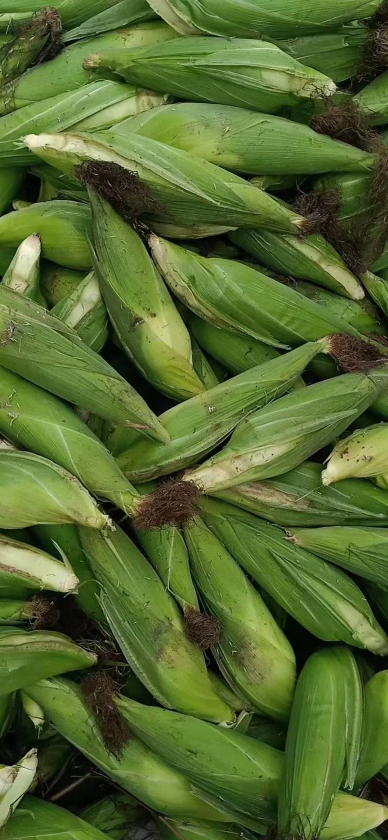 玉米，白糯玉米，万糯2000，白加甜玉米，甜玉米。花糯玉