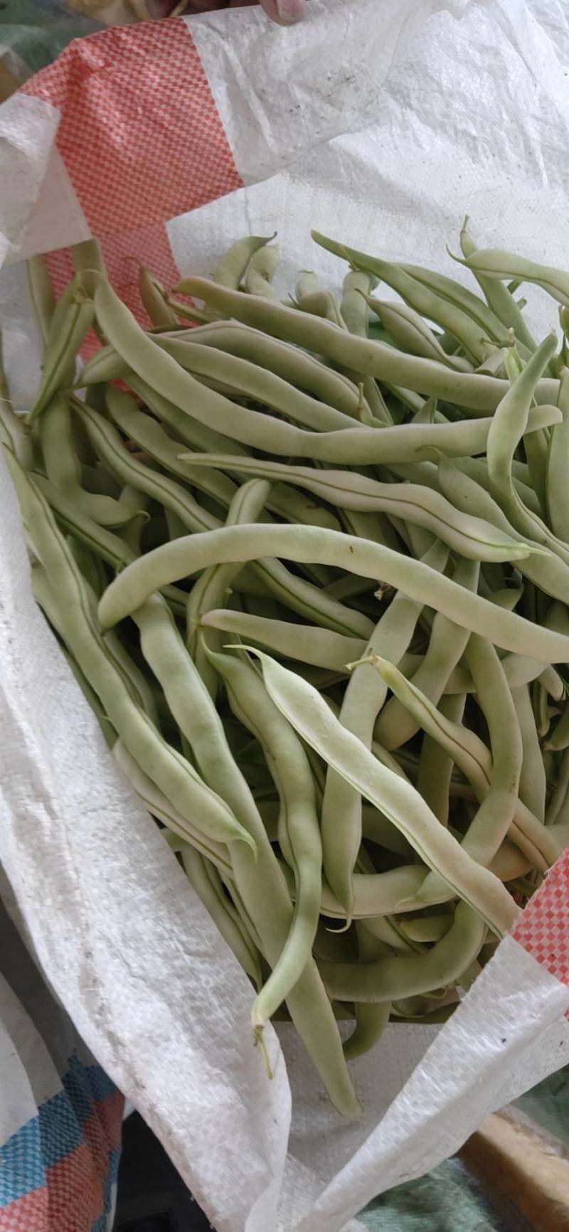 白豆角