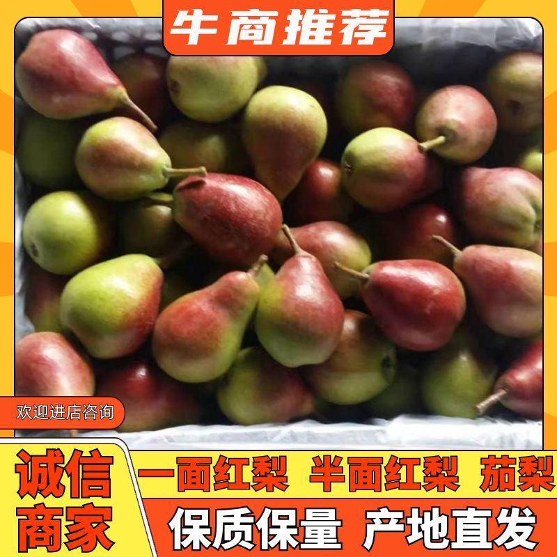 梨茄梨半面红梨一面红梨伏梨大量上市基地直供