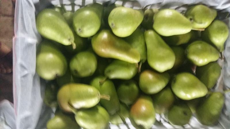 梨茄梨半面红梨一面红梨伏梨大量上市基地直供