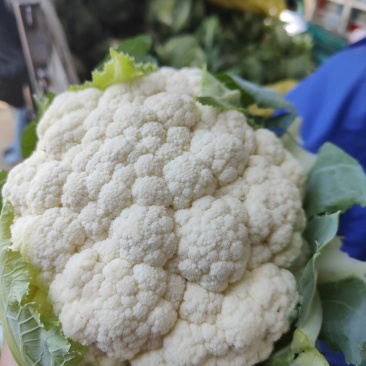 甘肃临洮高原夏菜大量上市，花菜量大，个头均匀，颜色鲜亮，