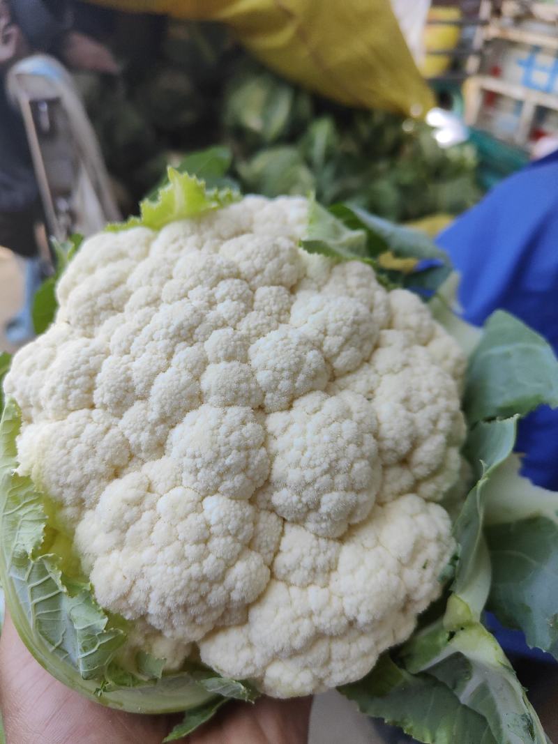 甘肃临洮高原夏菜大量上市，花菜量大，个头均匀，颜色鲜亮，