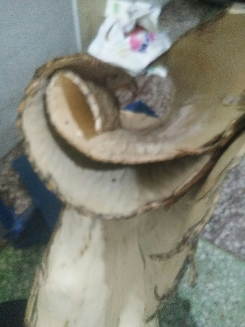 深山杜仲皮十多二十多老树第一次皮