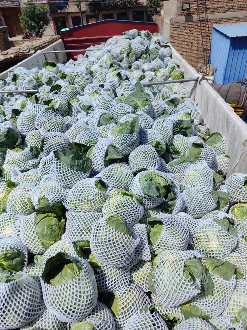 甘肃临洮高原夏菜大量供应，甘蓝价格稳定，货源充足！
