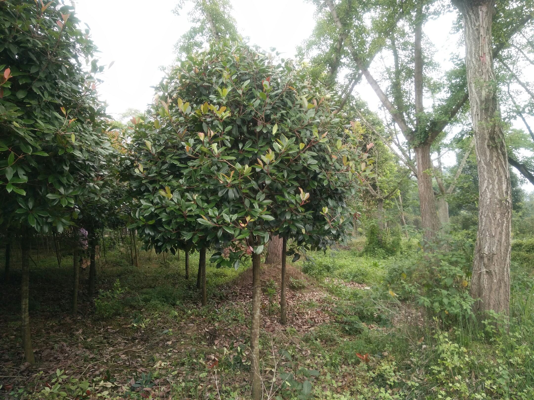红叶石楠苗圃全景