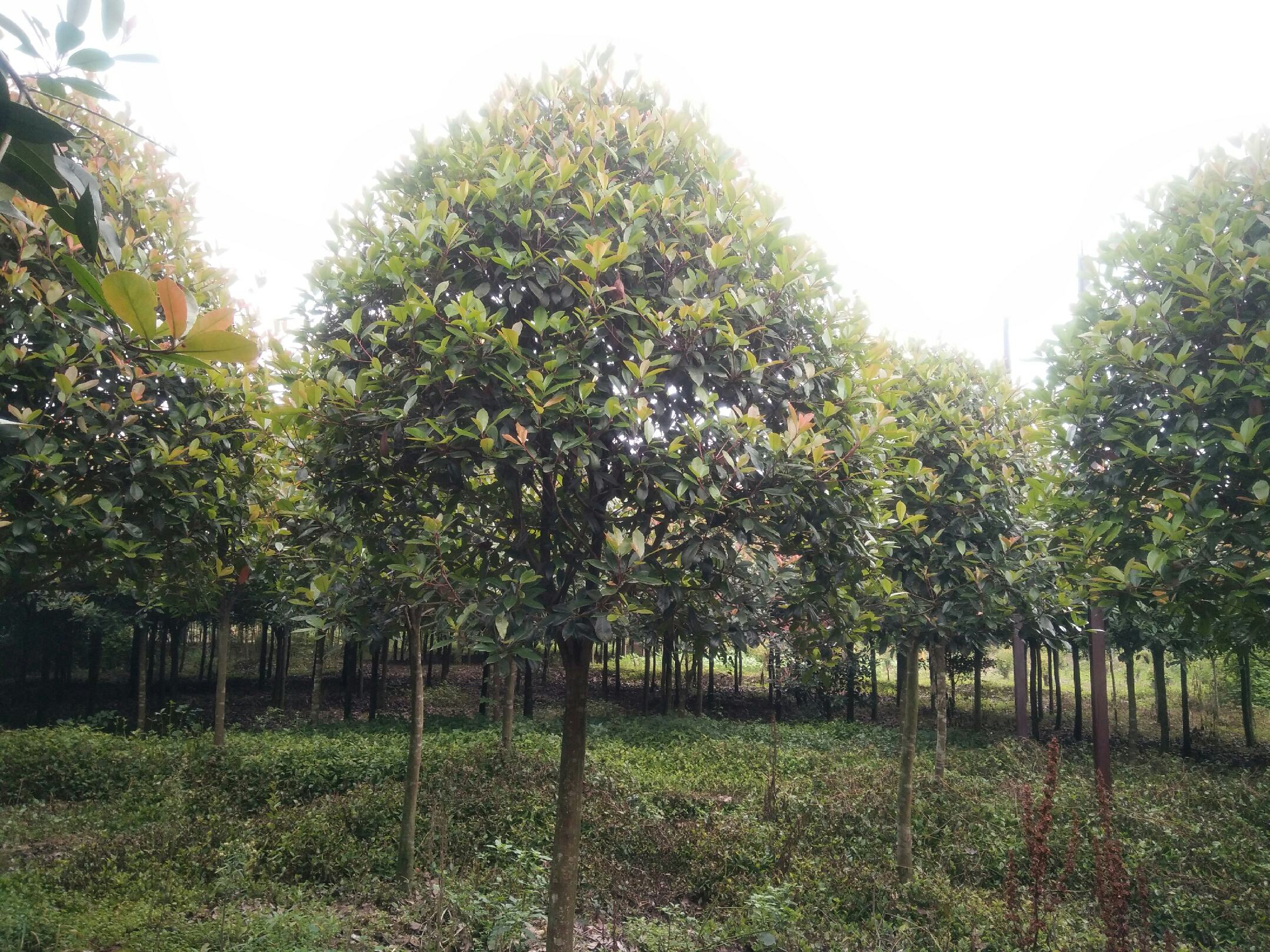 高杆红叶石楠种植基地航拍全景