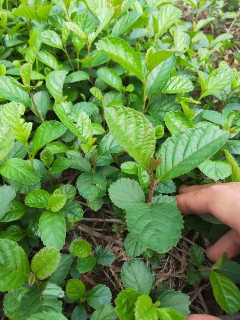 出售江南桤木芽苗，籽播田苗，量大从优，自产自销